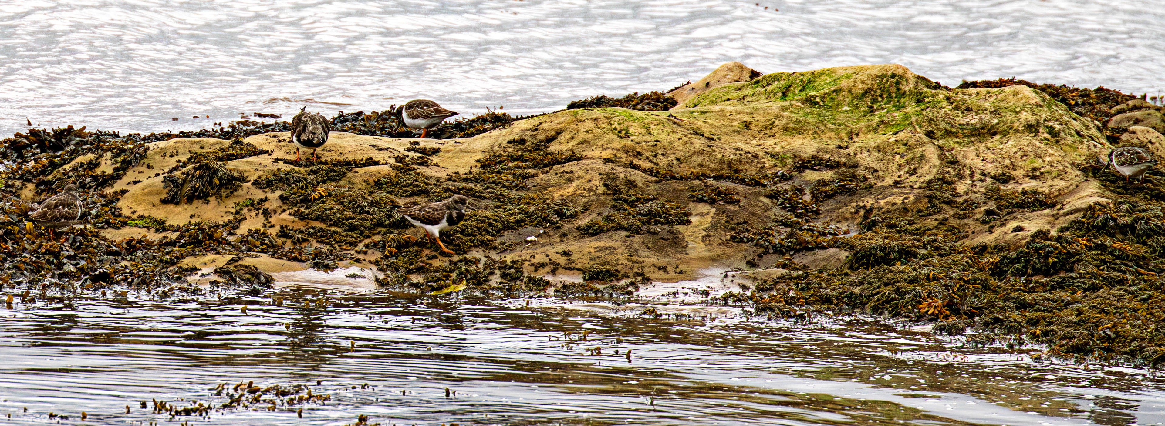 Ruddy Turnstones. Birthwatching at South Queensferry 18 October 2024