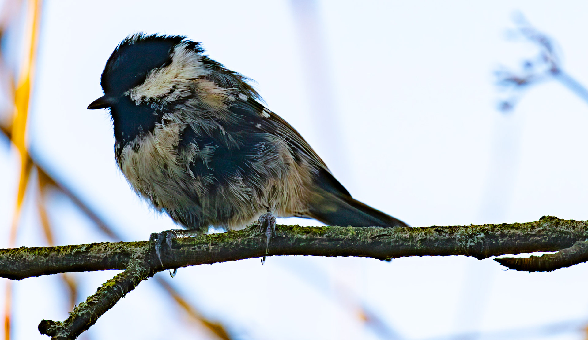 Coal Tit at Birnie &amp; Gaddon Lochs 08 January 2025