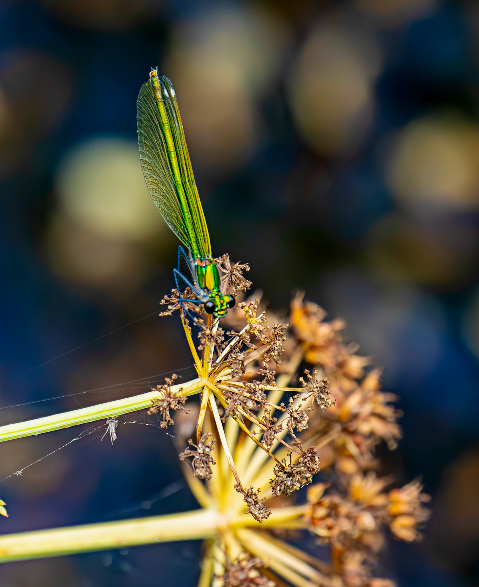 Barge Canal Romsey 26 July 2025