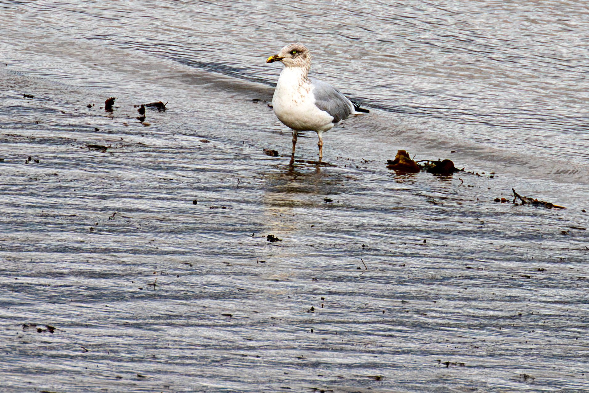 Herring Gull in Winter Plumage - Higgins Neuk 23 Oct 2024