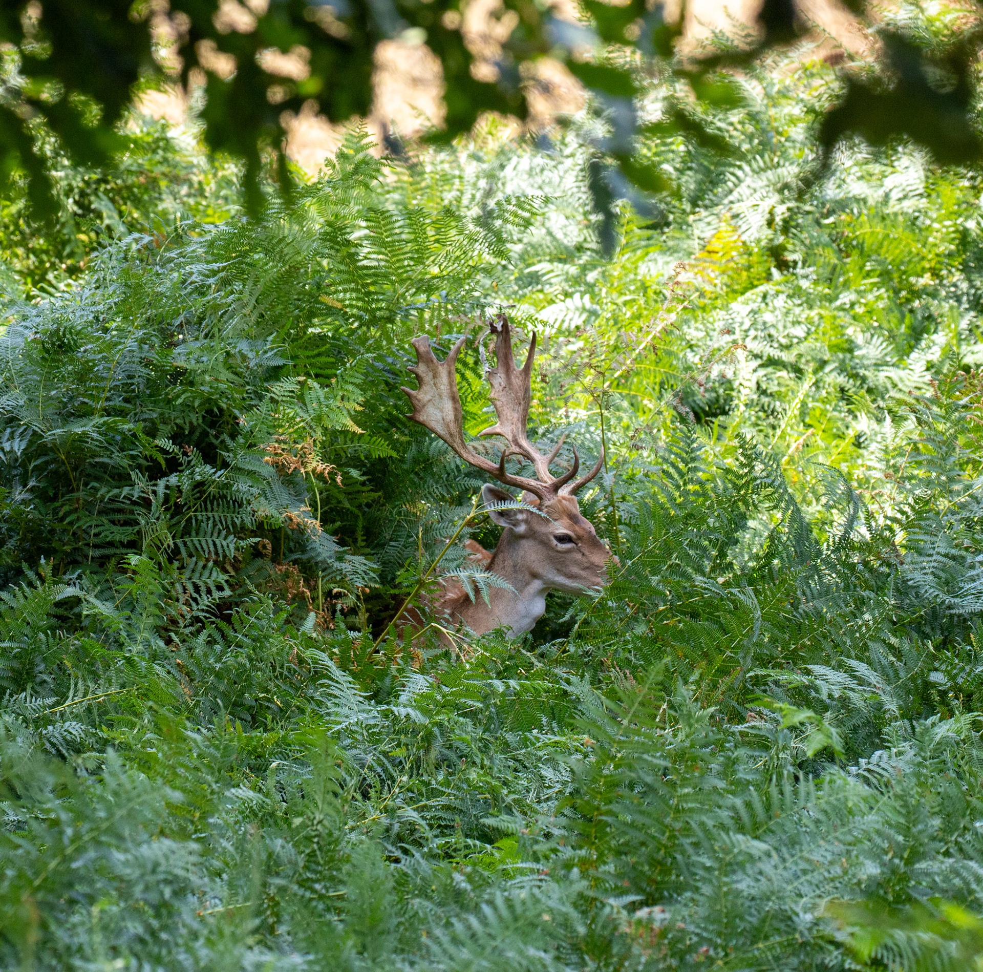 Fallow Deer - Knowle Park, Kent 23 Aug 2025