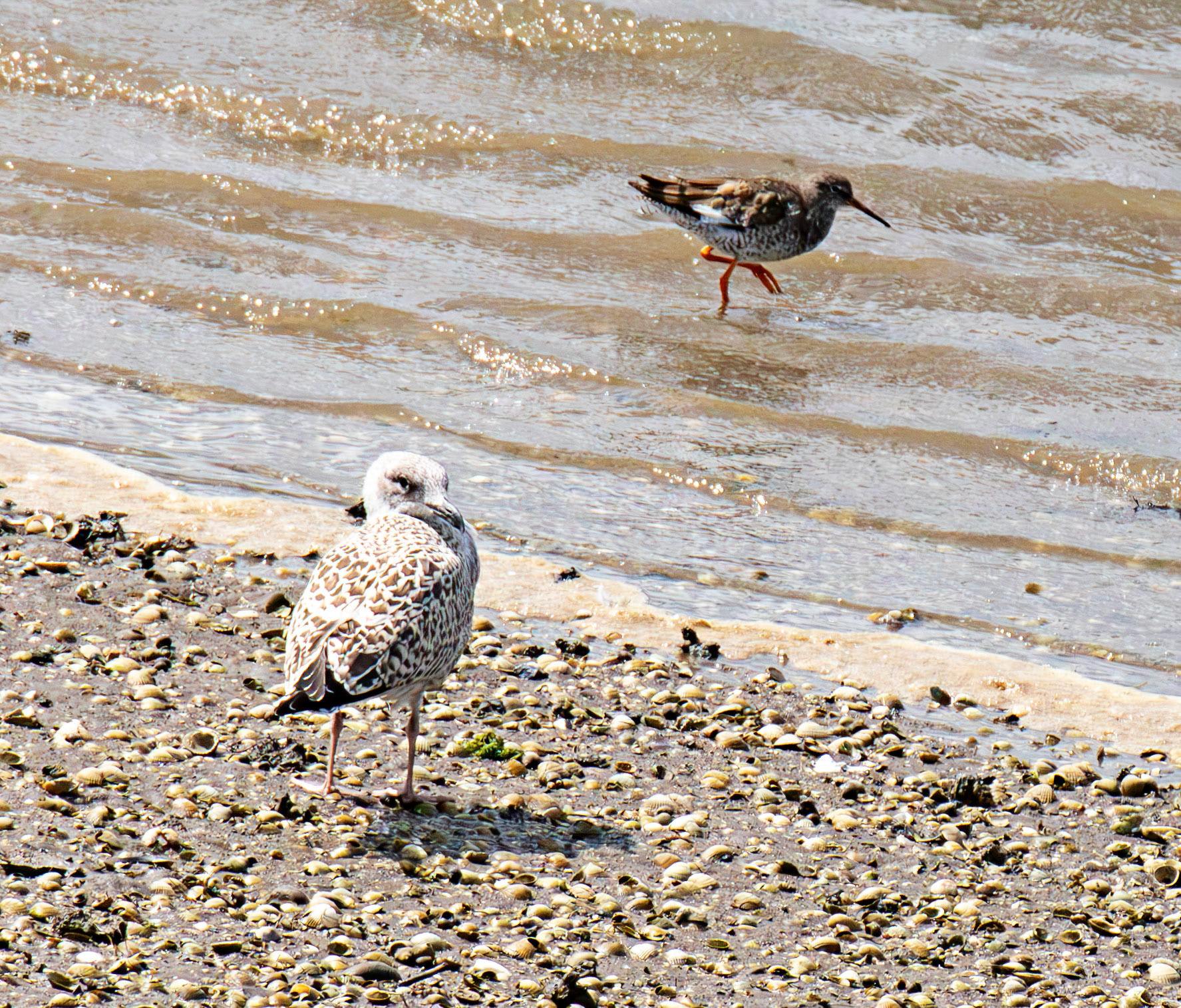 Redshanks on Montrose Basin 31 July 2026