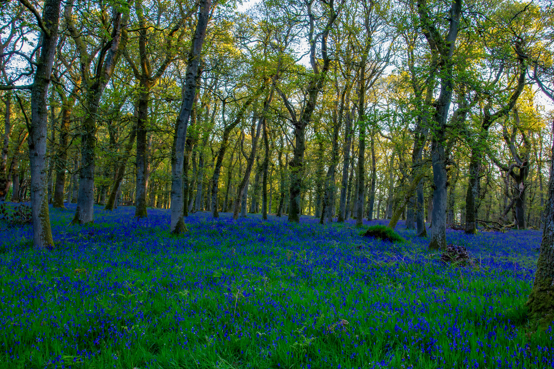 Kinclaven Bluebell Woods 16 May 2026