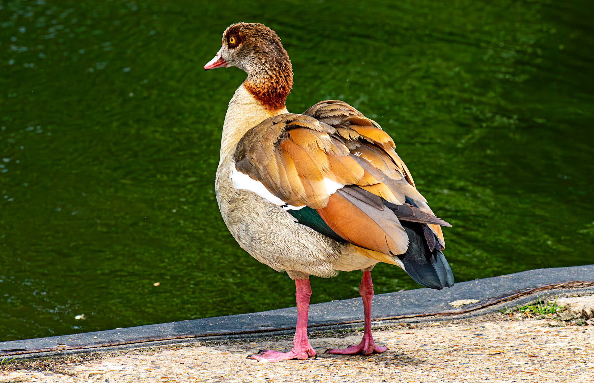 Windsor 06 August 2025