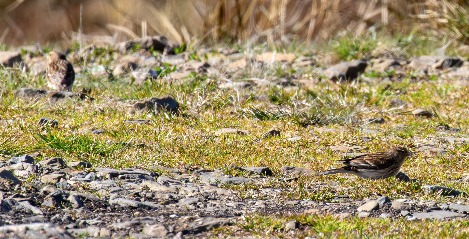 Twite - Loch Crocach 30 April 2026