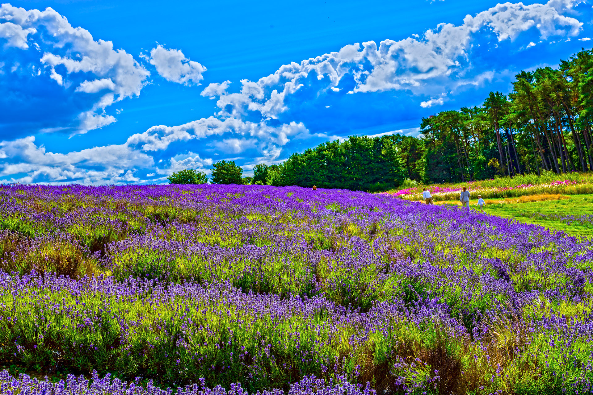 I spent an amazing few hours at Scottish Lavender Oils. They are so dedicated to nature and not to profit!