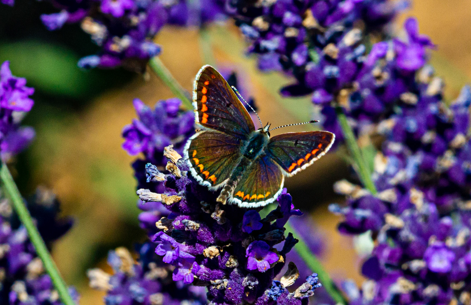 Mottistone IOW 16 July 2022