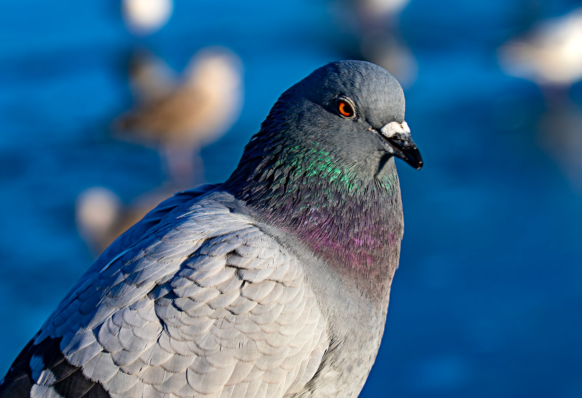 Feral Pigeon at Hogganfield Loch 10 January 2025