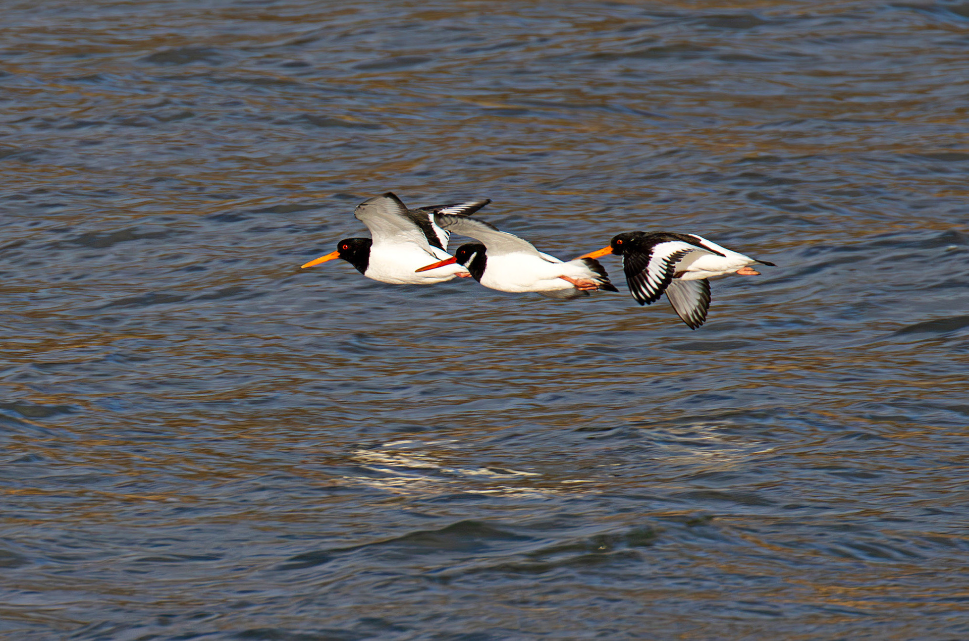 Oystercatcher - Pettycur Harbour - Firth of Forth 22 Feb 2025