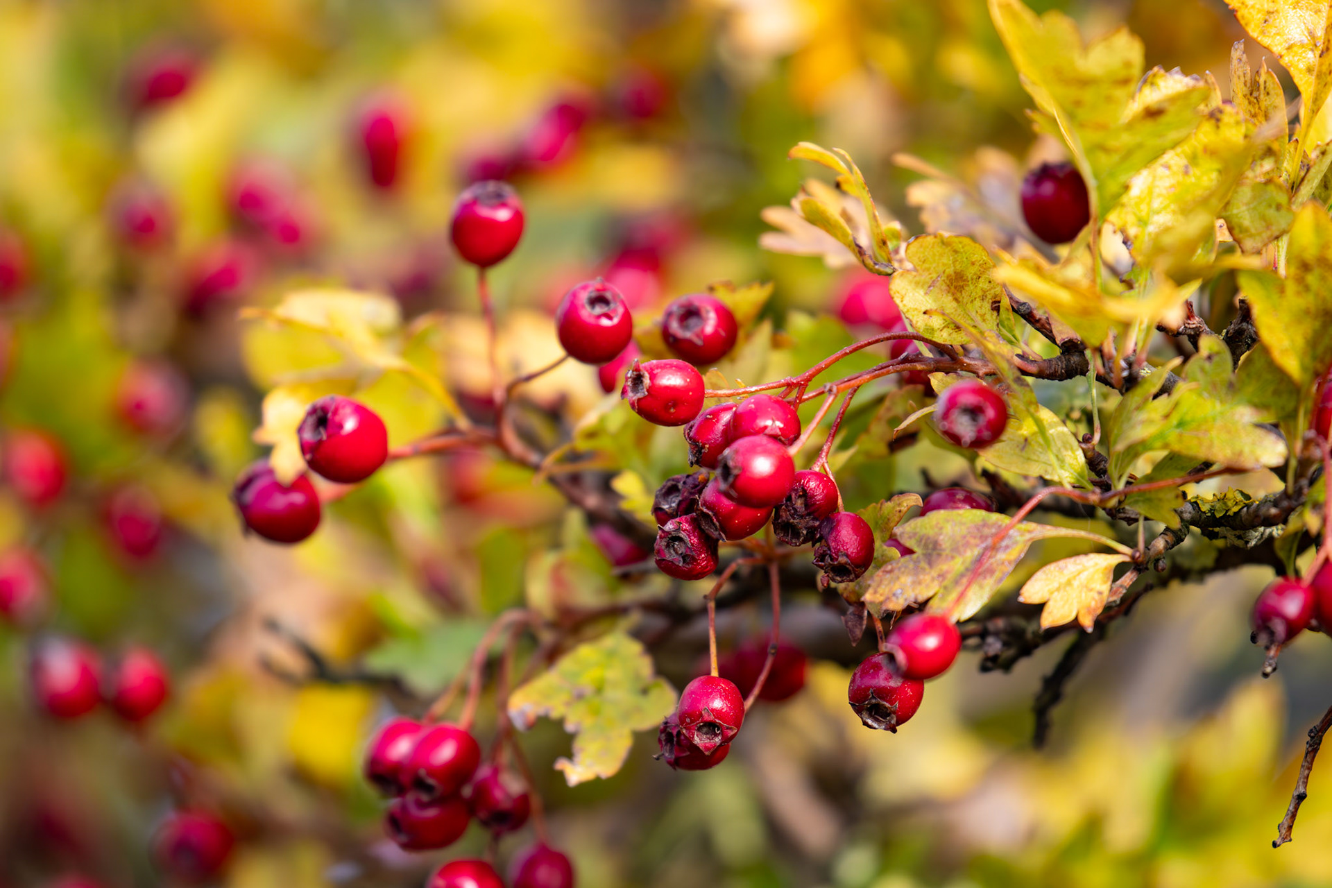 Skateraw 29 Sept 2024