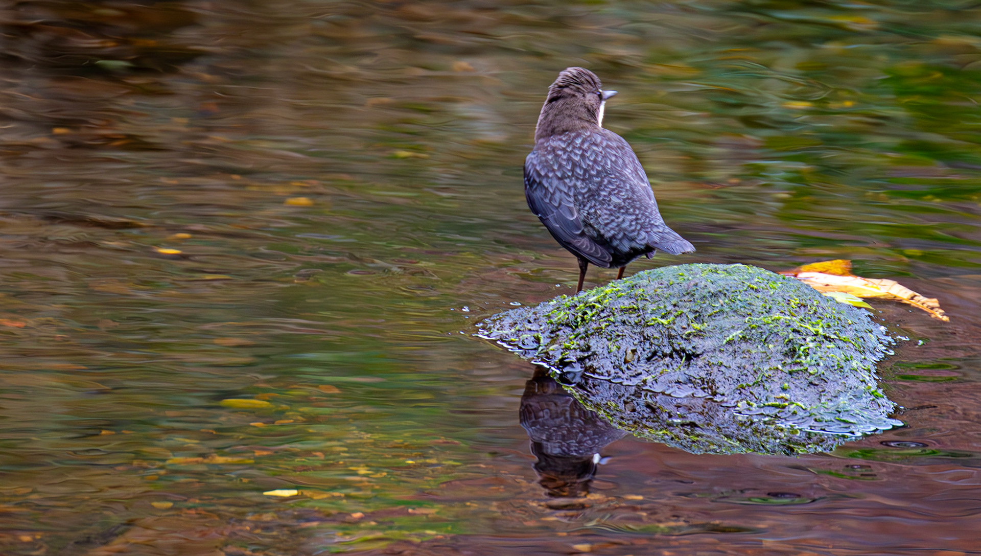 Largs 08 October 2024