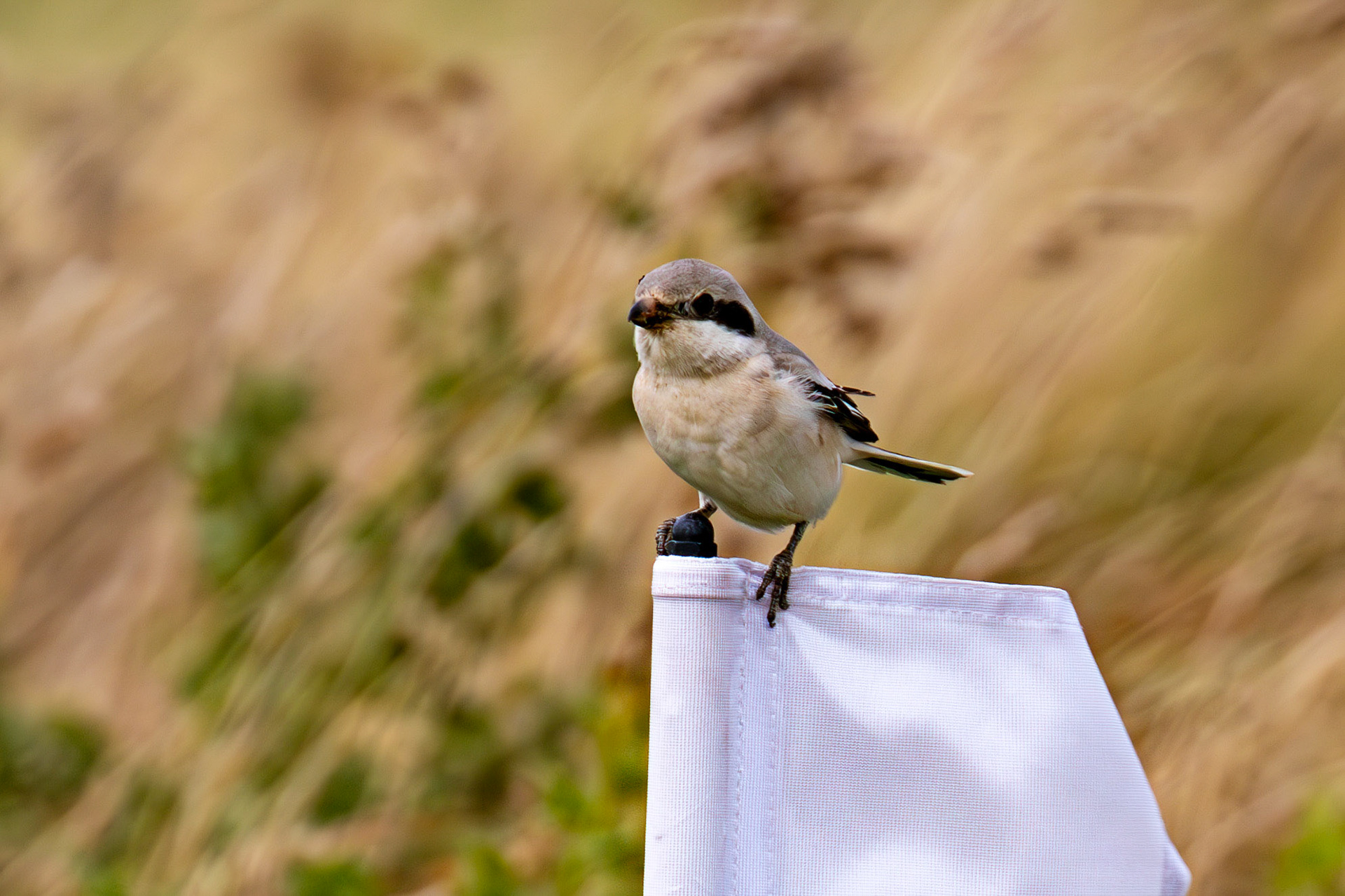 Steppe Grey Shrike in Dunbar 14 Sept 2024
