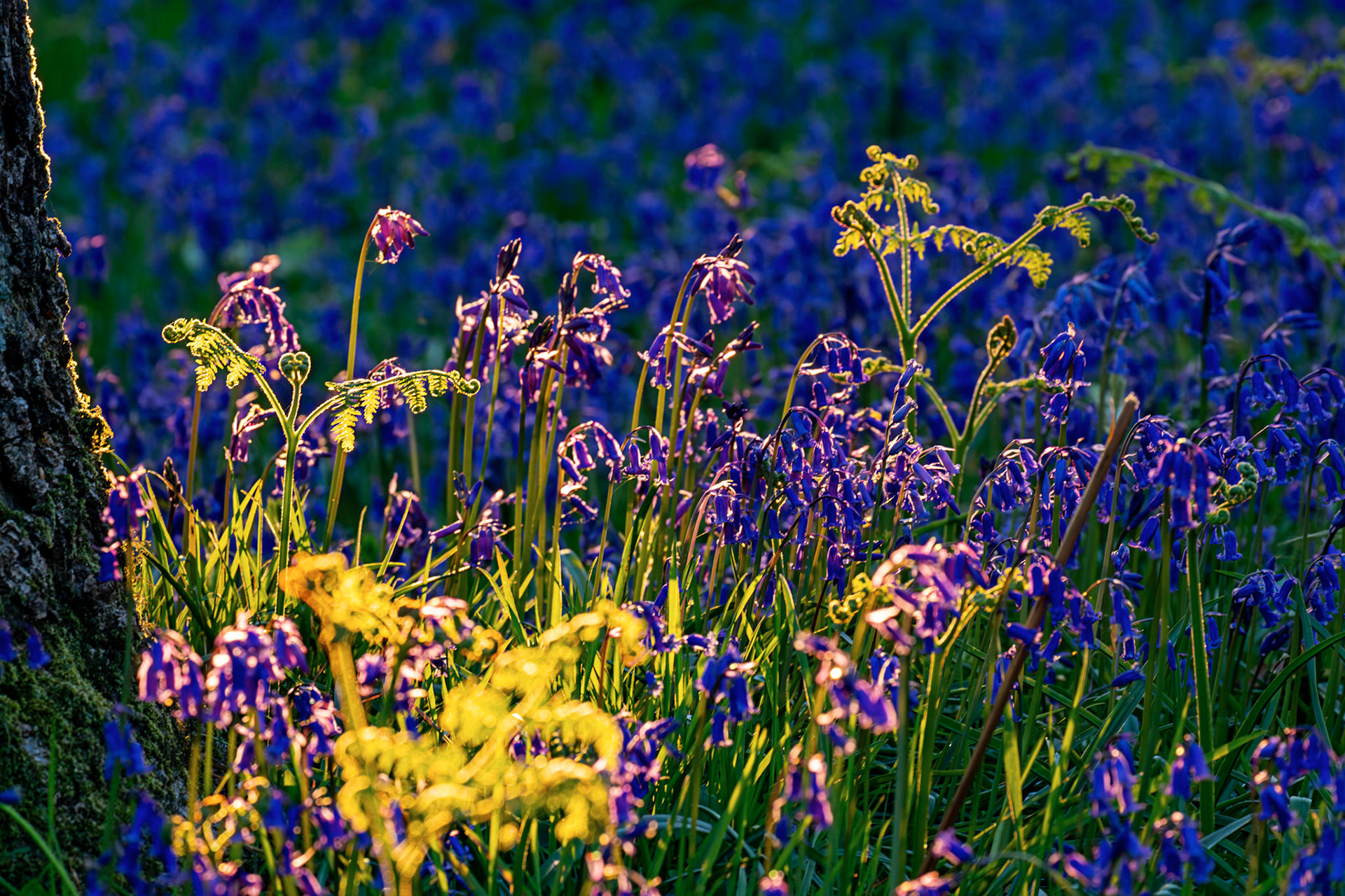 Kinclaven Bluebell Woods 16 May 2026