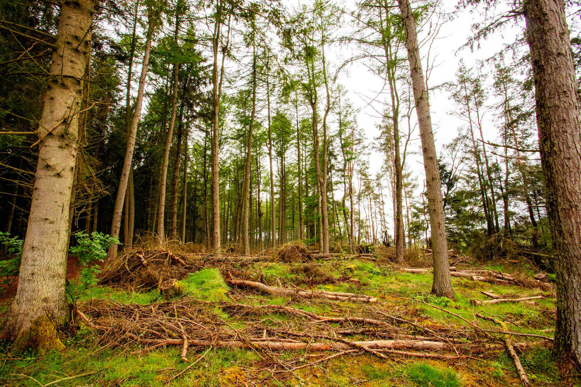 Kinclaven Bluebell Woods 06 May 2024