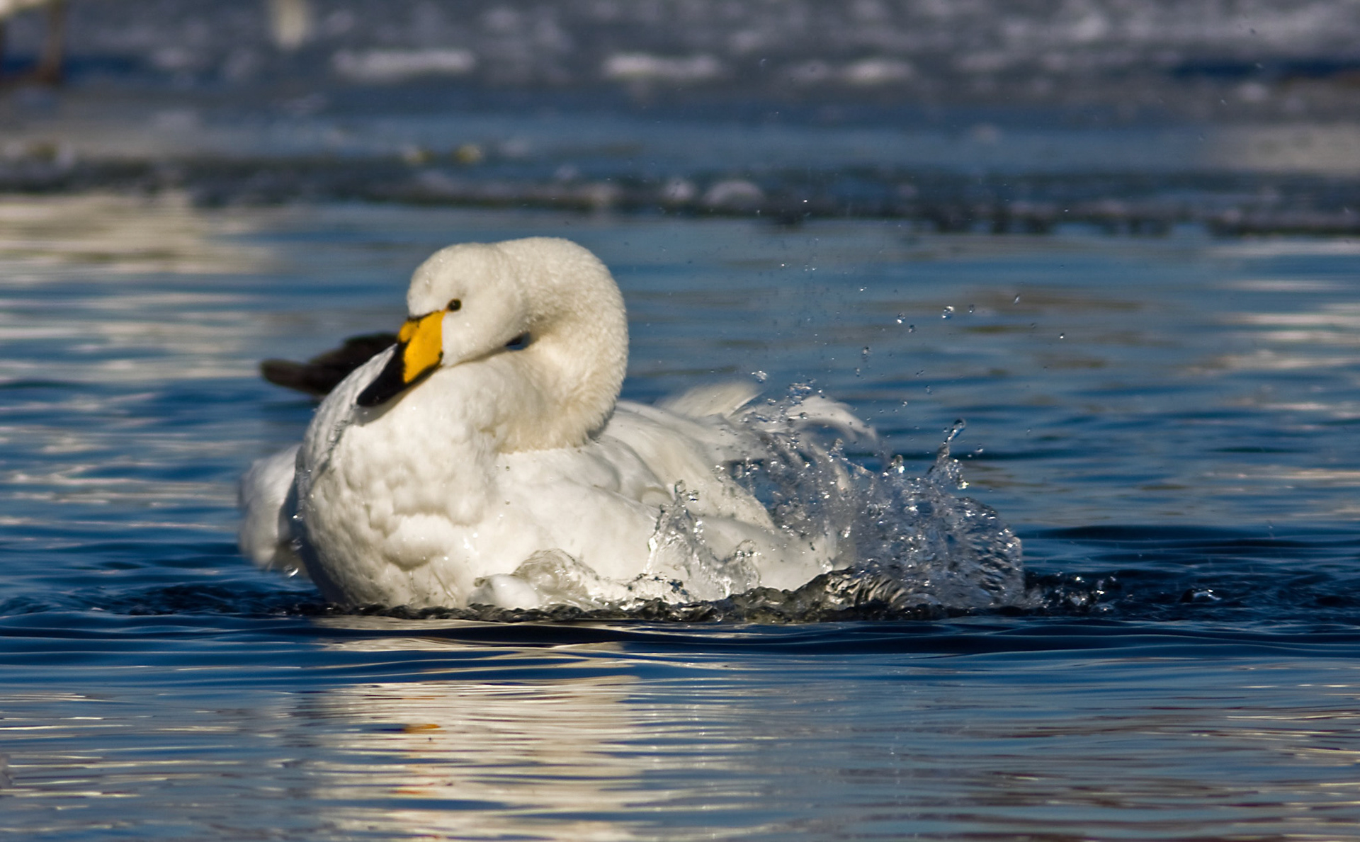 Whooper swan at Hogganfield Loch, Glasgow. Please see my other Photographs at: http://www.jamespdeans.co.uk/