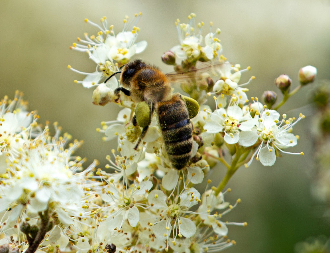 Insects in Livingston 22 July 2024