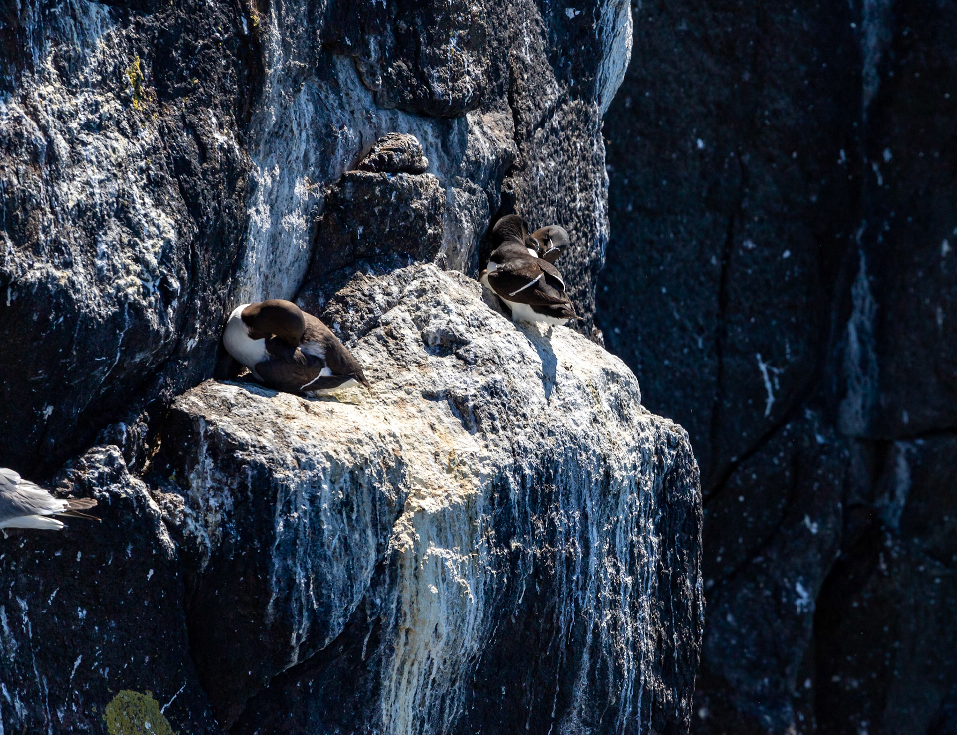Guillemot &amp; Razorbill - Isle of May - 04 June 2022