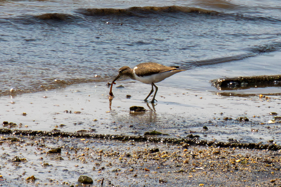 Common Sandpiper. Porto 18 August 2026