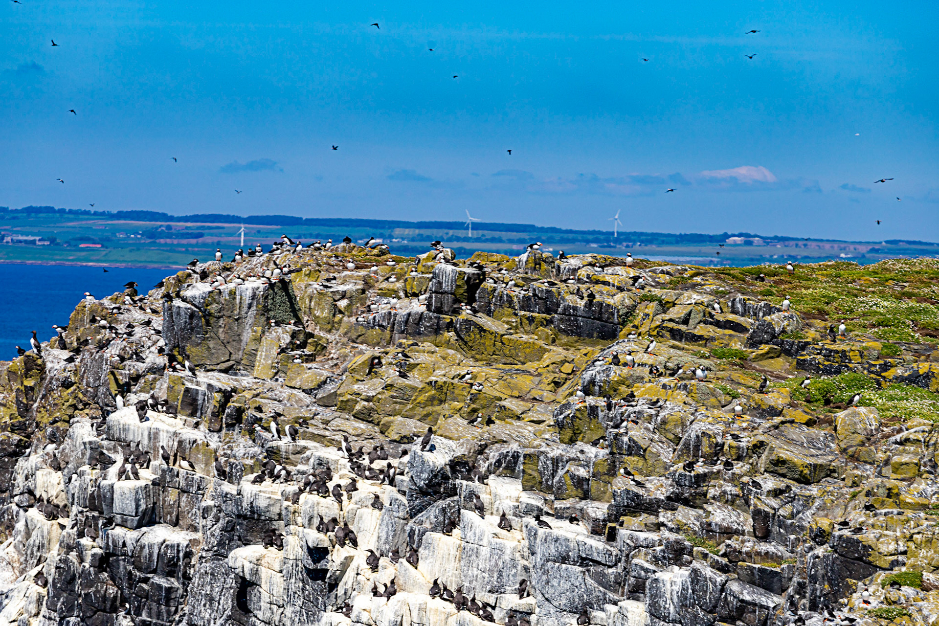 Puffin - Isle of May - 04 June 2022