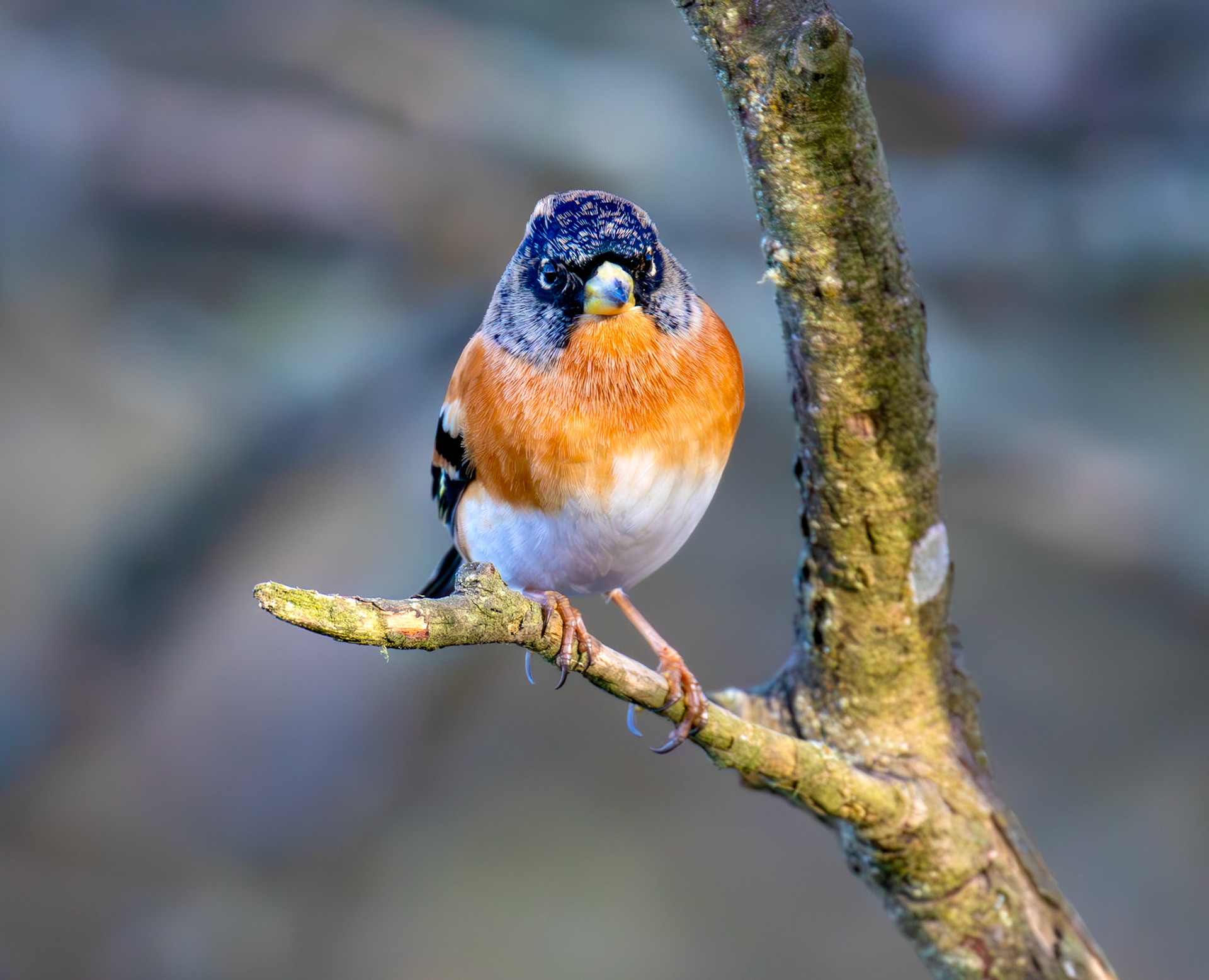 Brambling at Bavelaw 30 January 2025
