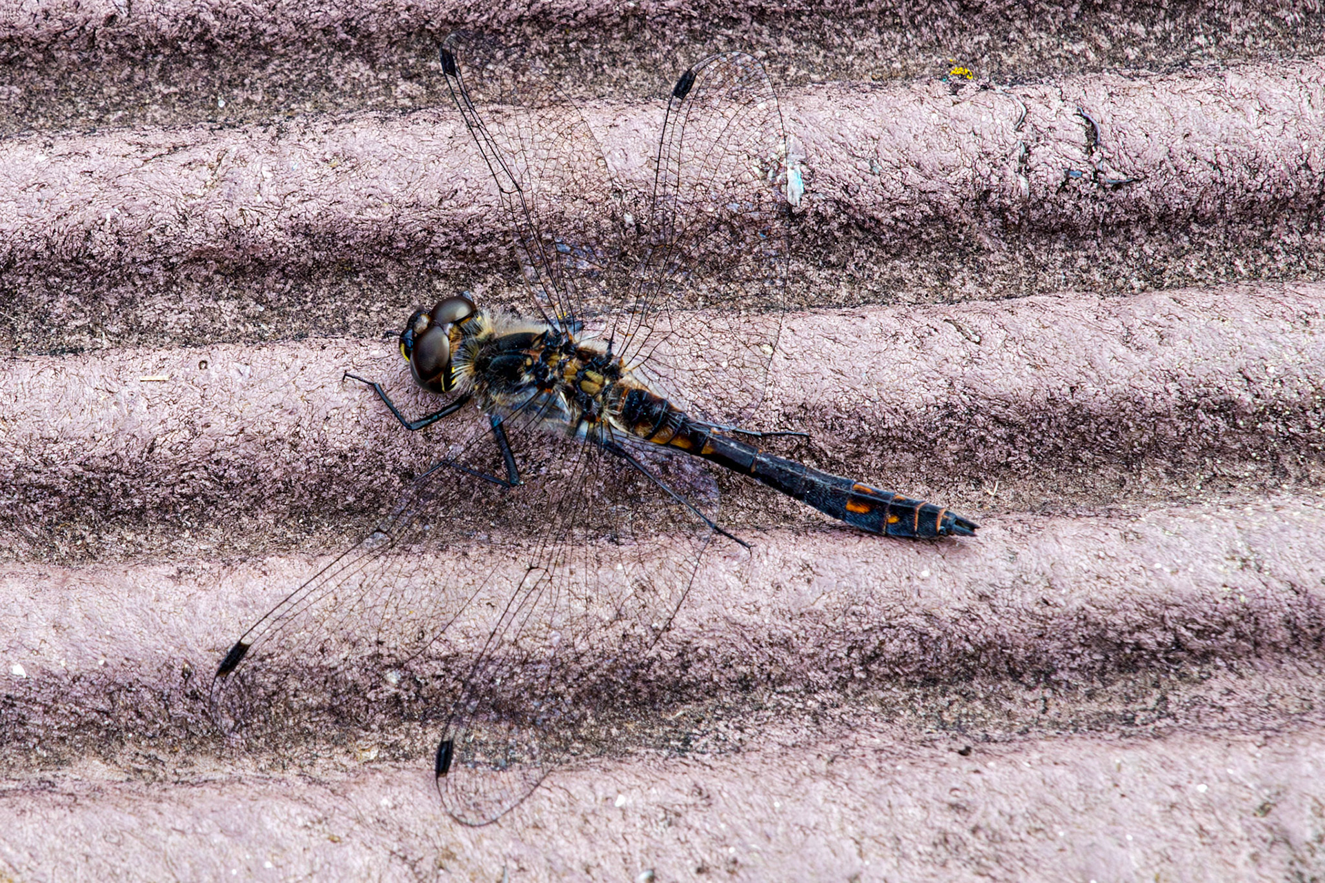 Flanders Moss 06 August 2024