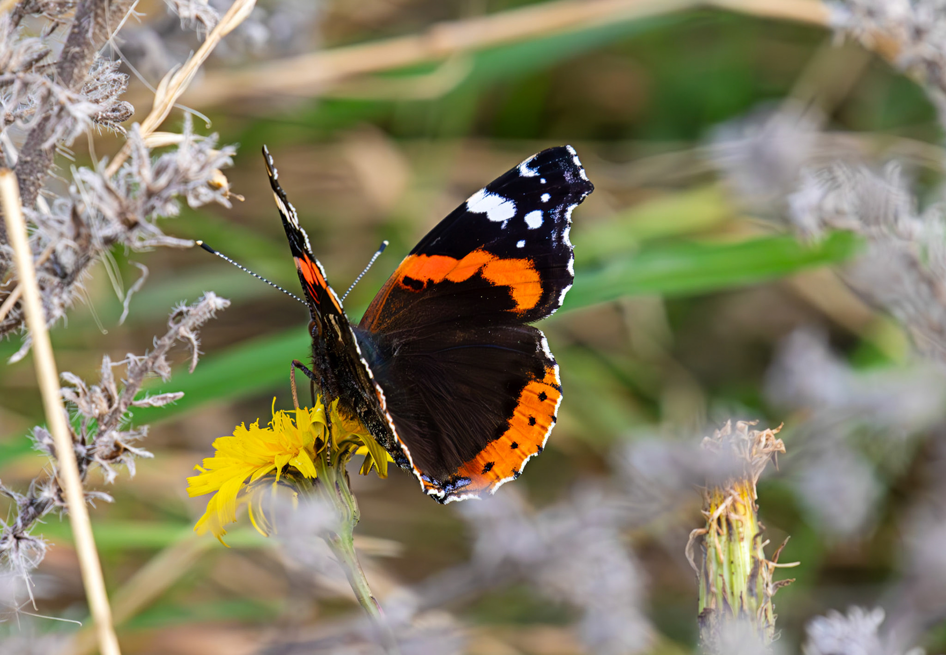 Red Admiral - Barns Ness 30 Sep 2025
