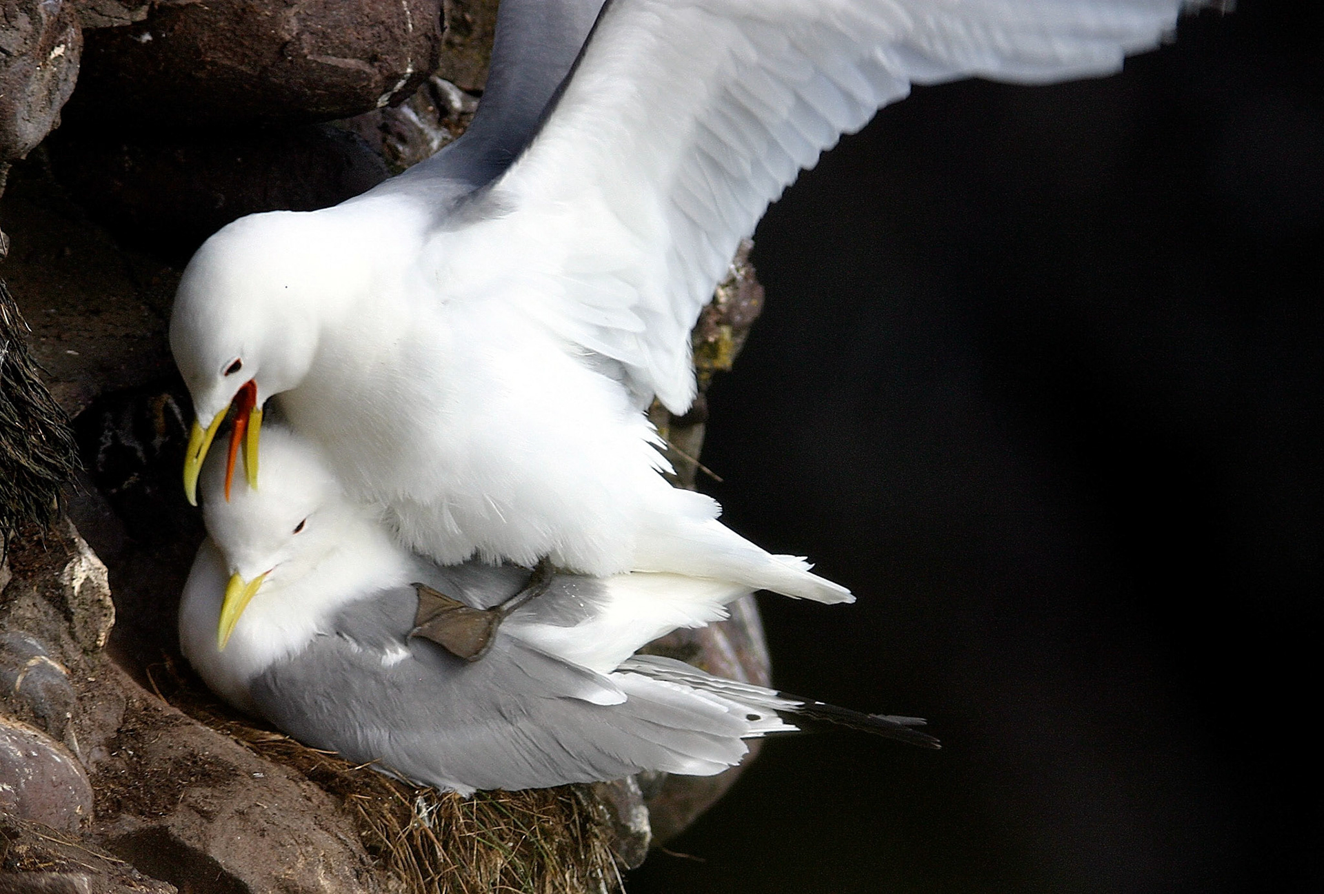 StonehavenPlease see my other Photographs at: http://www.jamespdeans.co.uk/