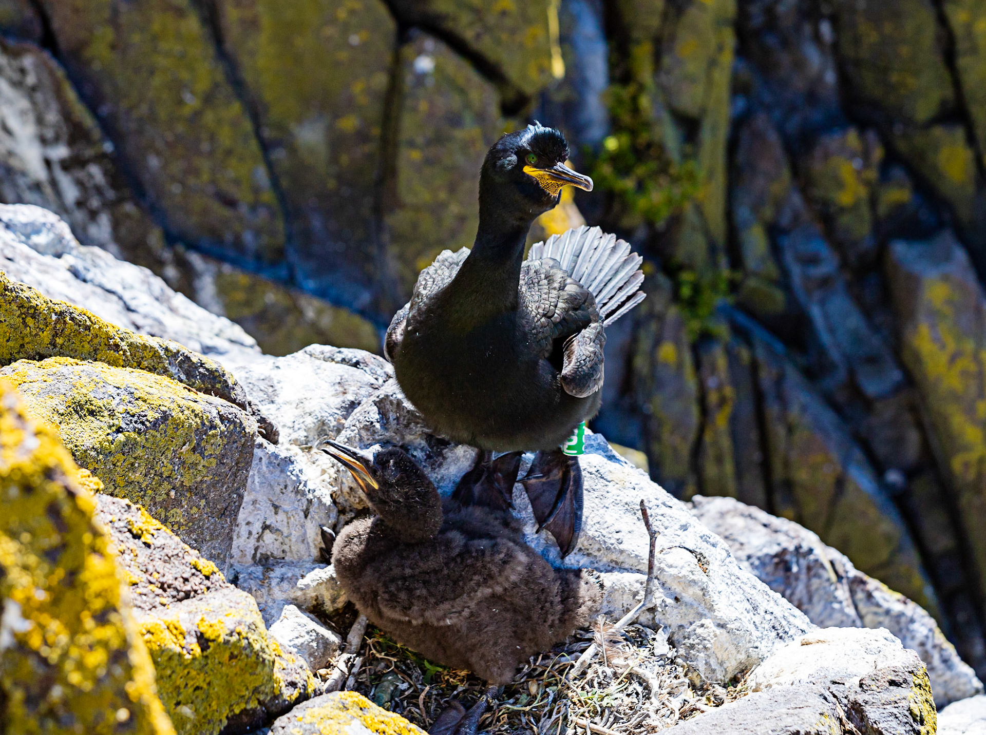 Isle of May - 04 June 2022