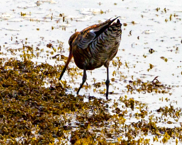 Bar Tailed Godwit - Yarmouth IOW 19  July 2022
