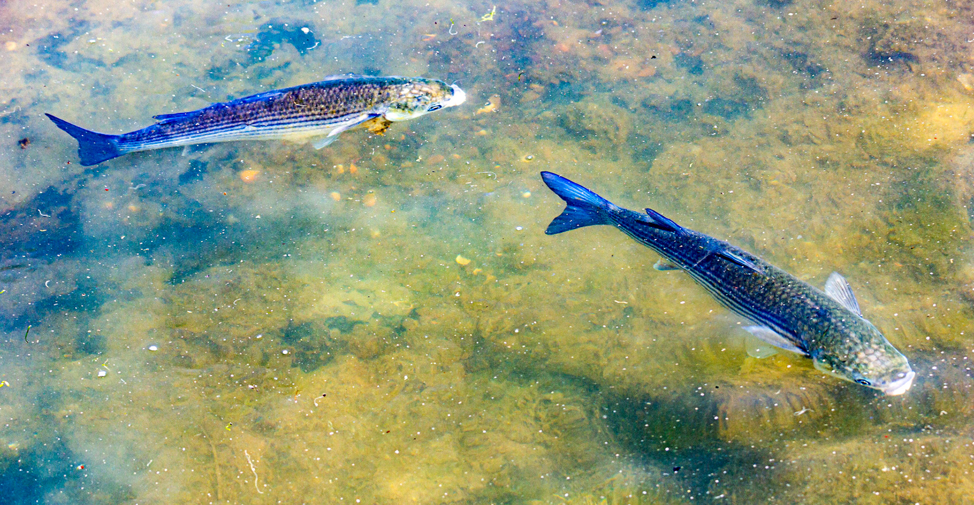 Mullet Spawning at Newtown IOW 14 July 2022