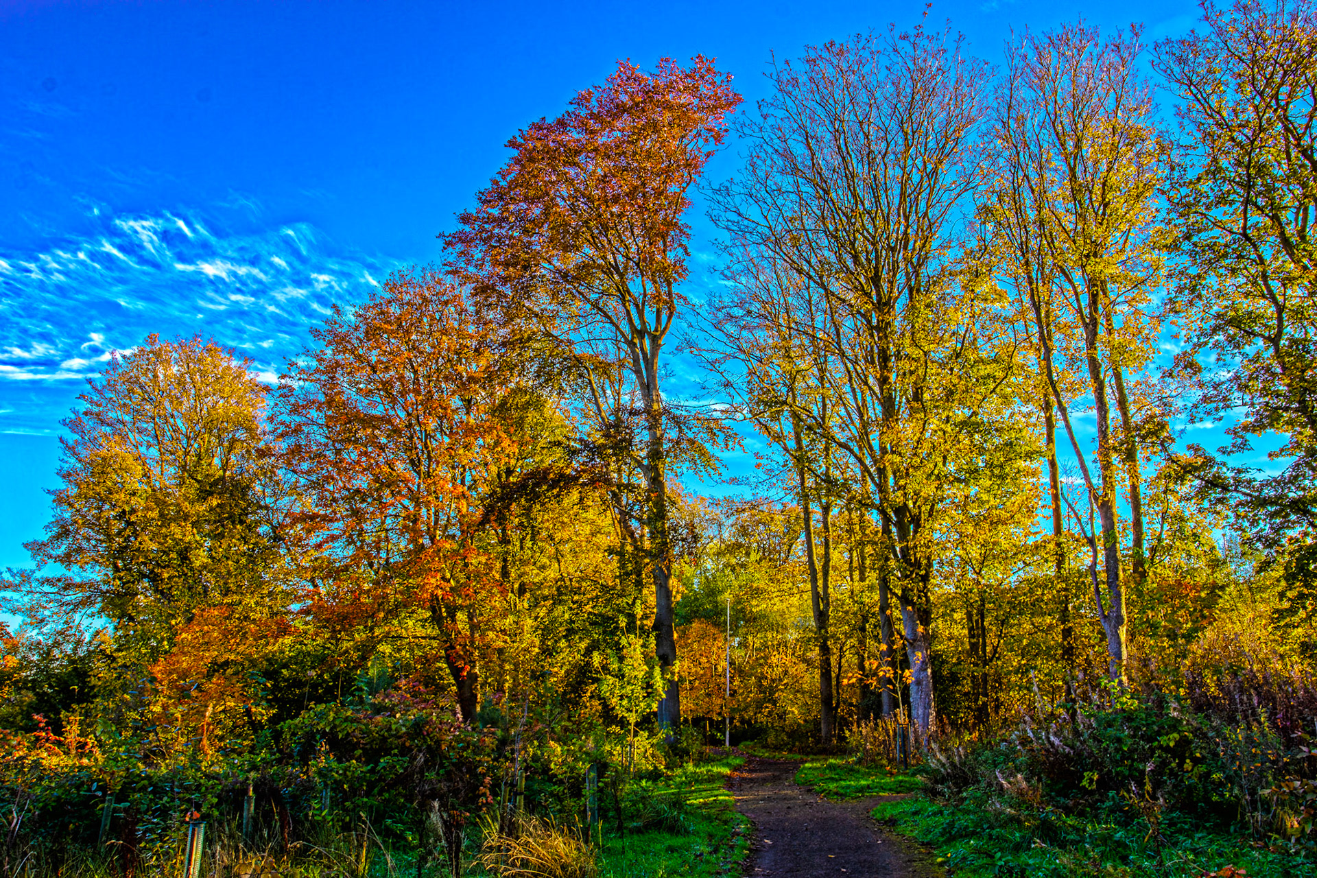 Beech Trees - Almondell at East Calder 27 October 2025