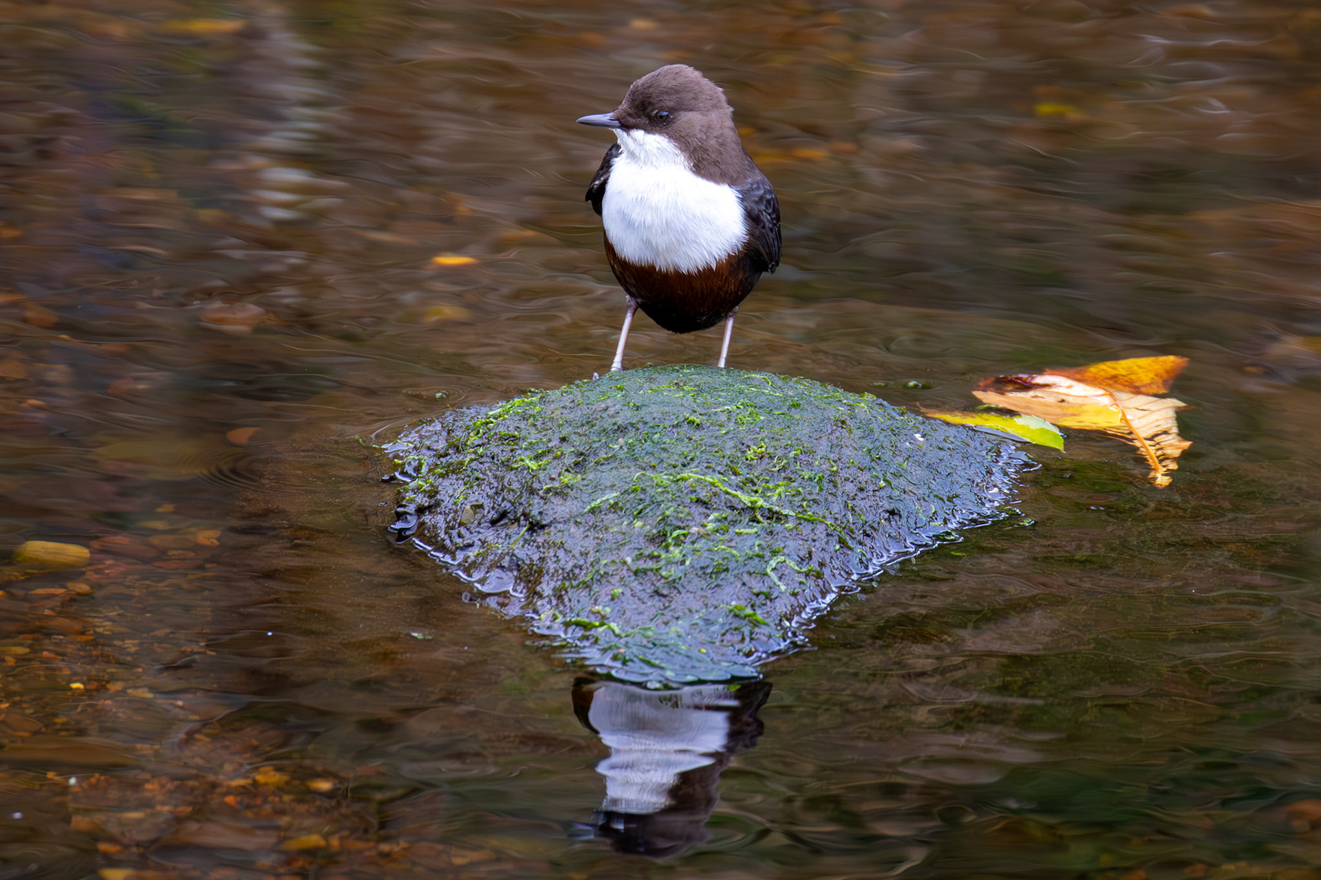 Largs 08 October 2024