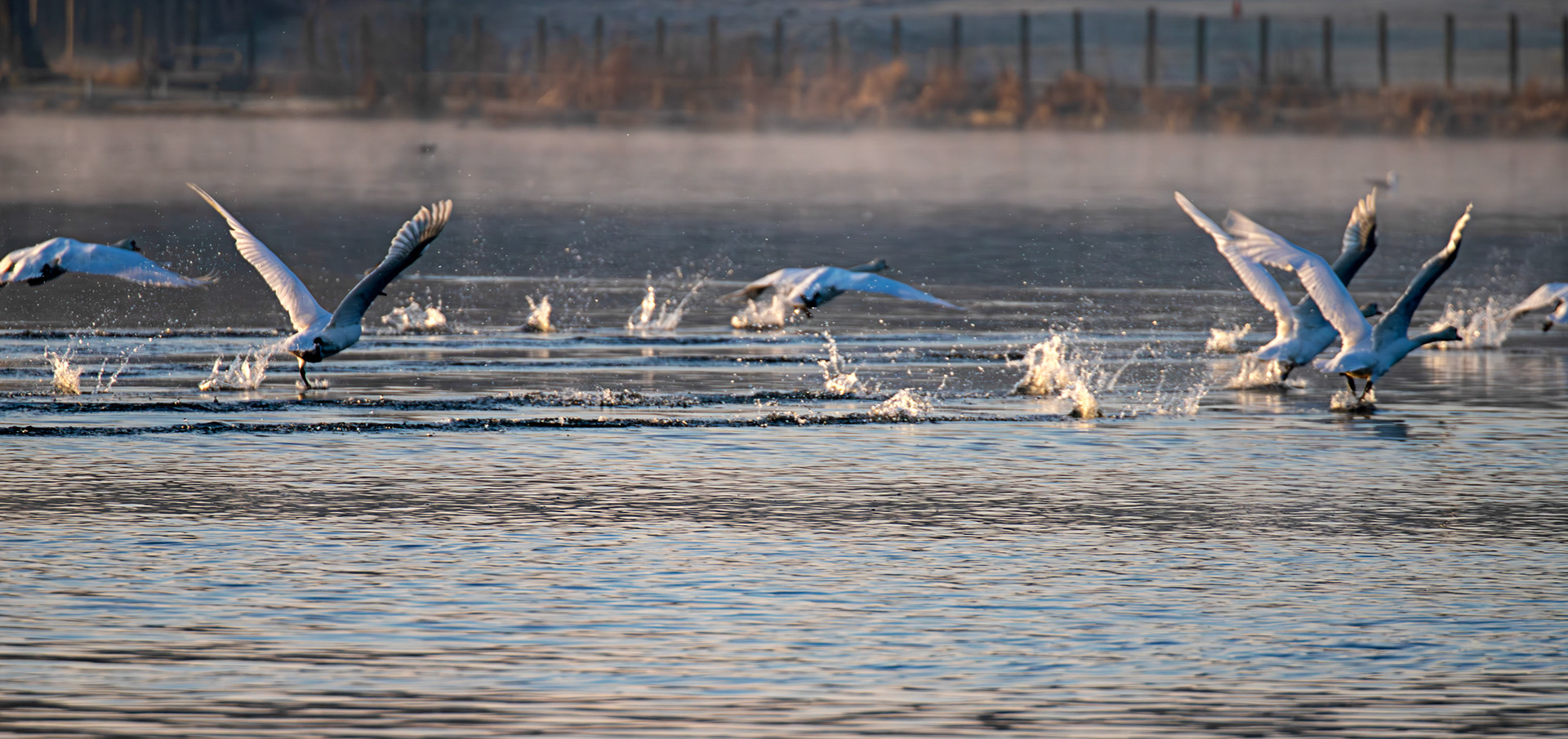 Mute Swans taking off at Hogganfield Loch 19 March 2025
