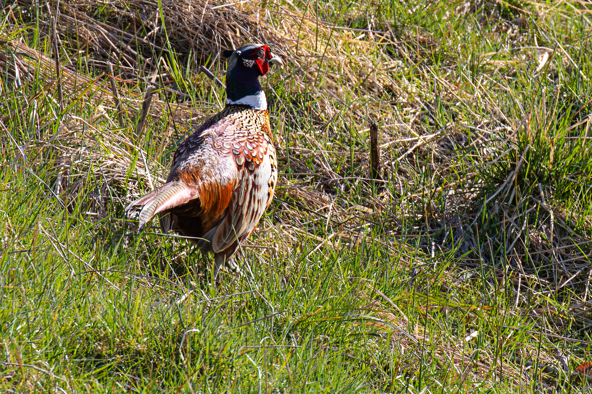 Pheasant at Sheriffmuir 20 April 2025