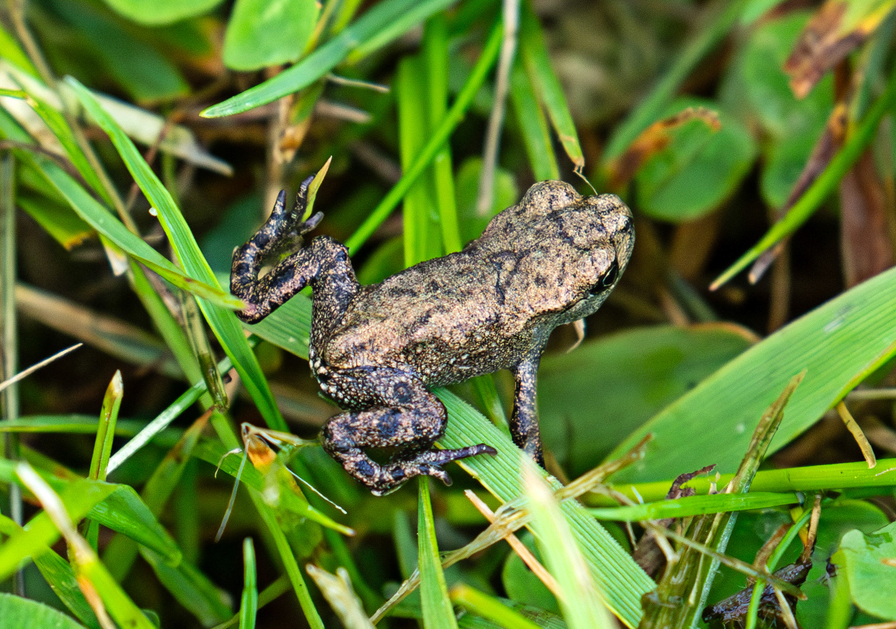 Common Frog - Harperrig 22 June 2025