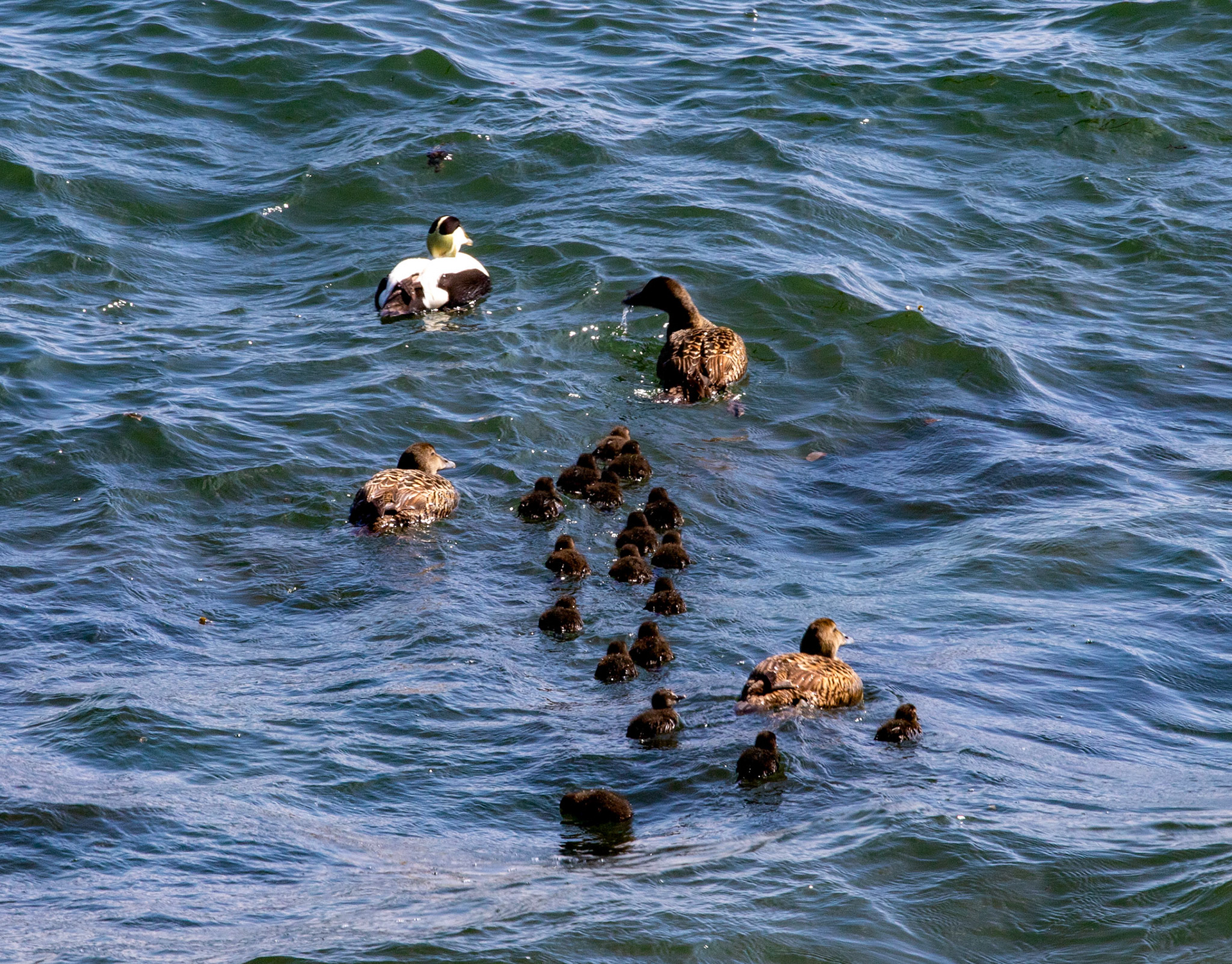 Eider at East Wemyss 25 May 2024