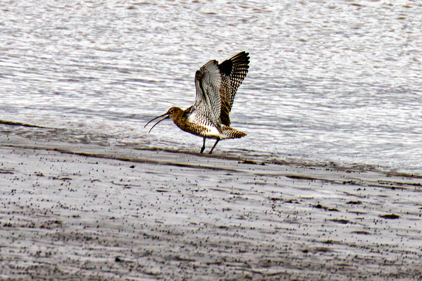 Curlew - Higgins Neuk 23 Oct 2024