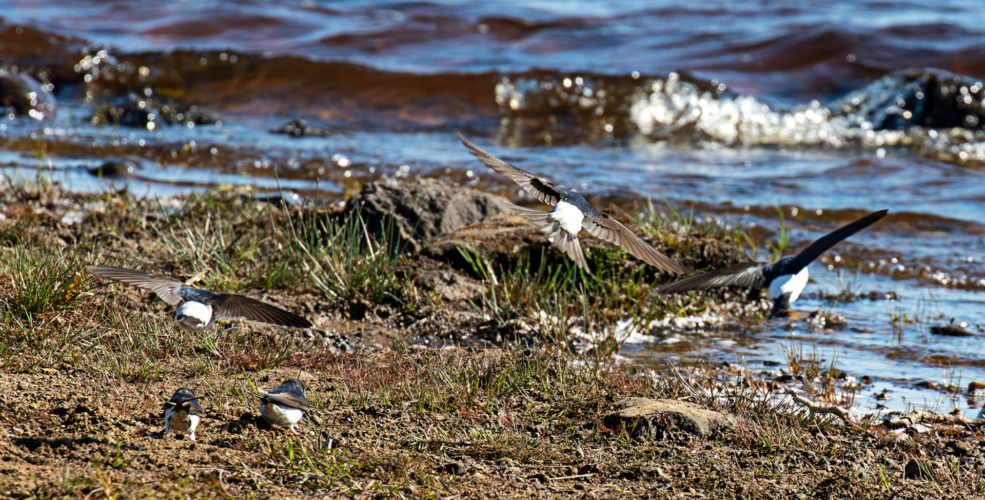 House Martins collecting mud - Harperrig 17 May 2025