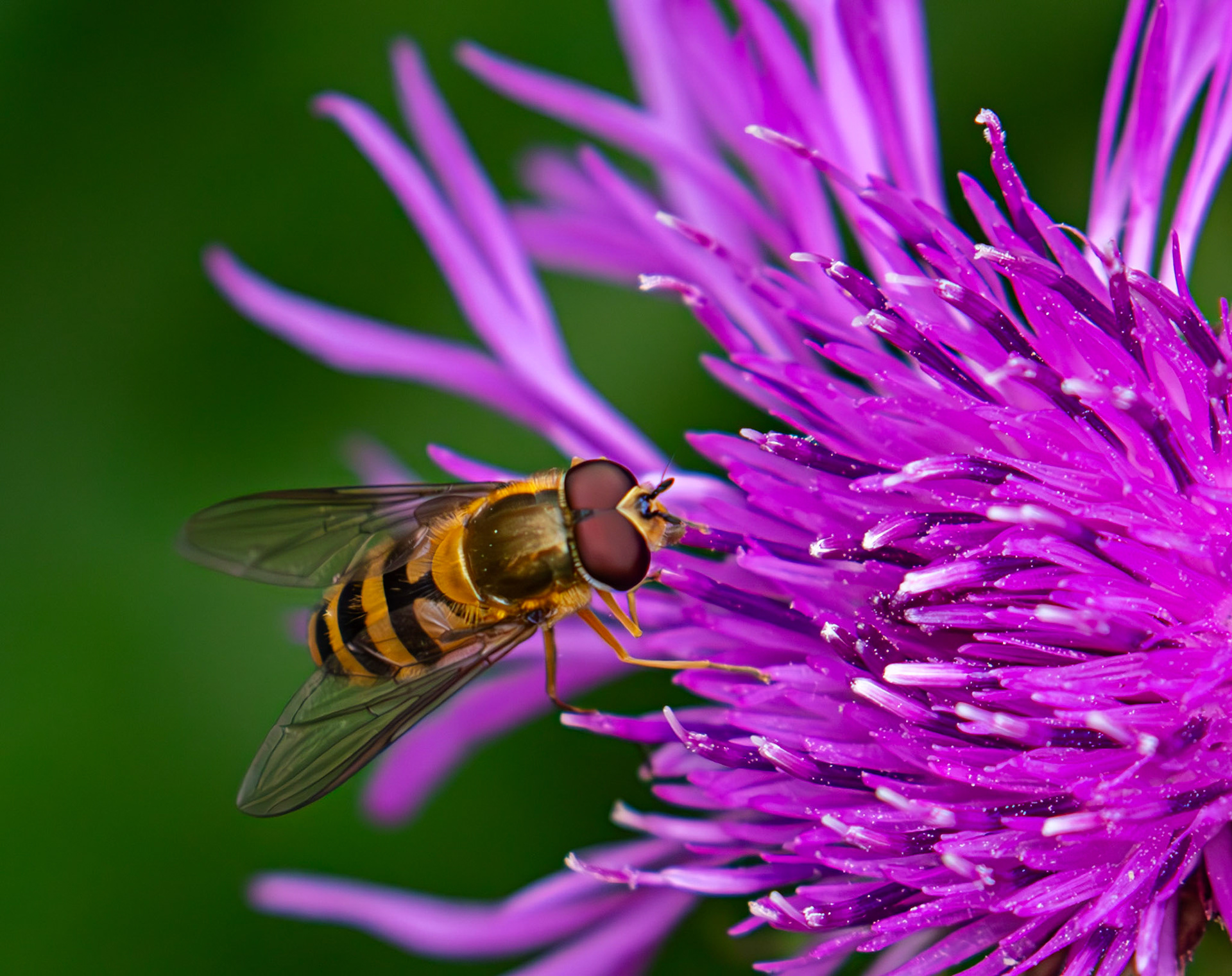 Syrphus ribesii (Common Banded Hoverfly) Howden Park Walled Garden 01 July 2025