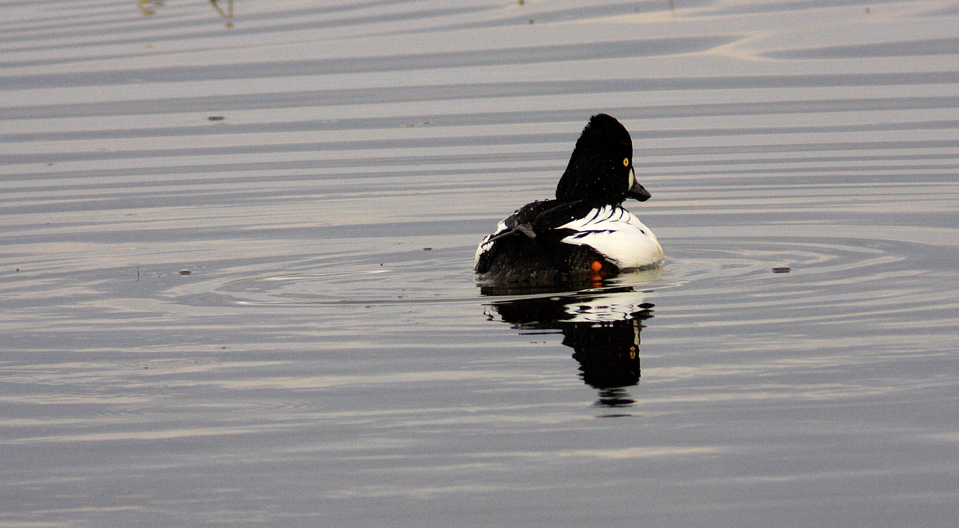 Vane FarmPlease see my other Photographs at: http://www.jamespdeans.co.uk/