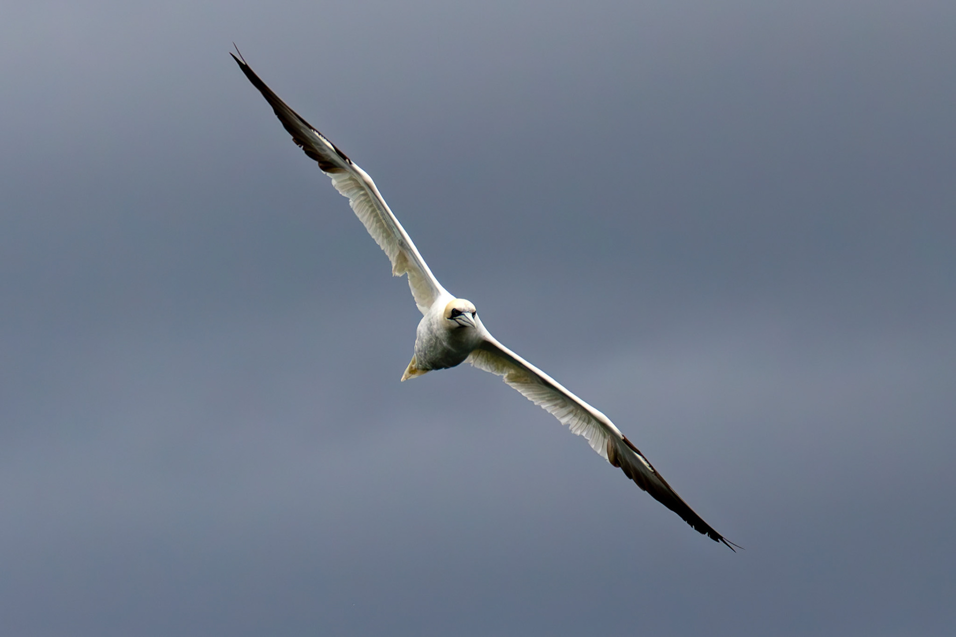 Gannets at North Berwick 14 Sept 2024