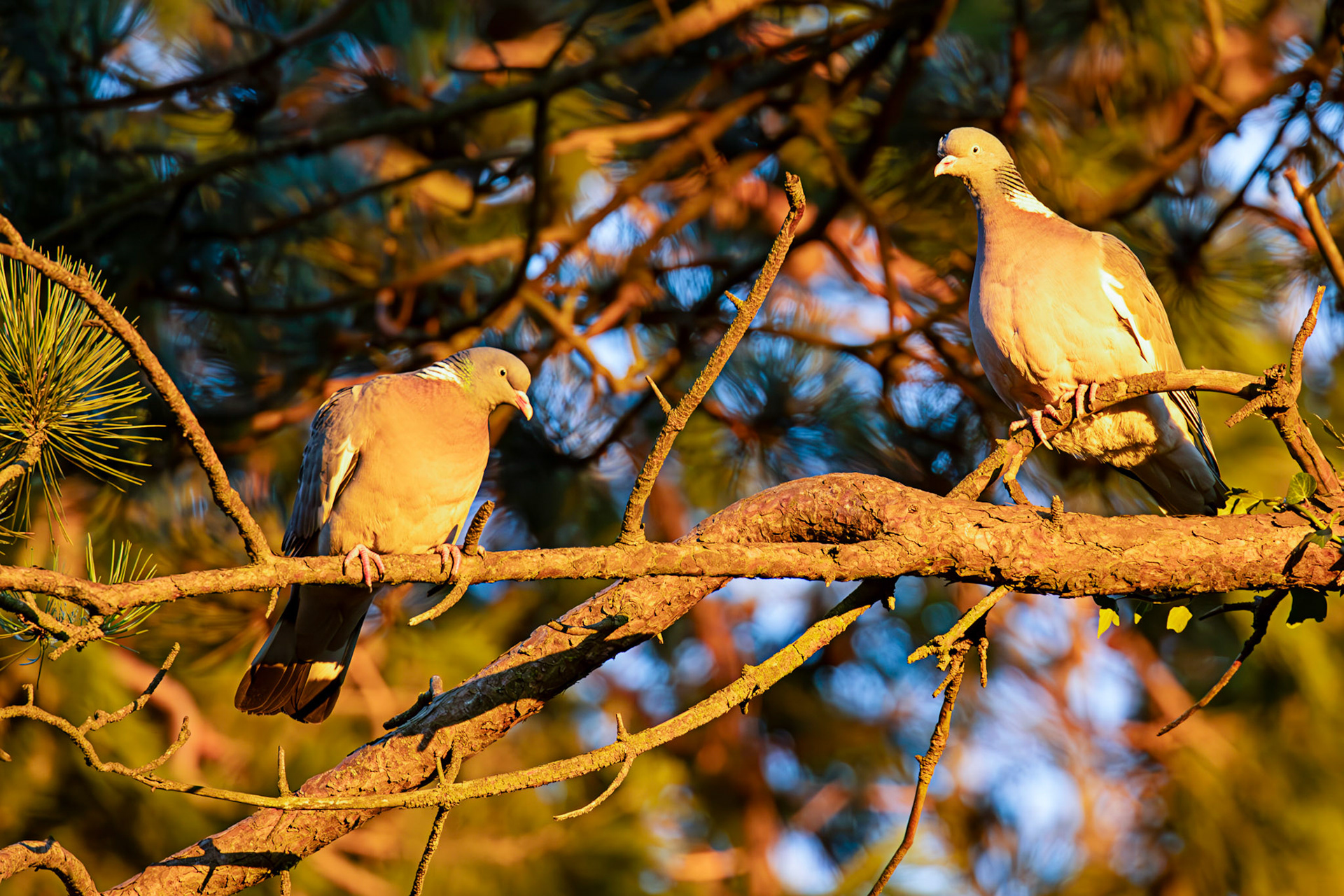 Woodpigeons in Howden Park - Walled Garden 29 January 2024