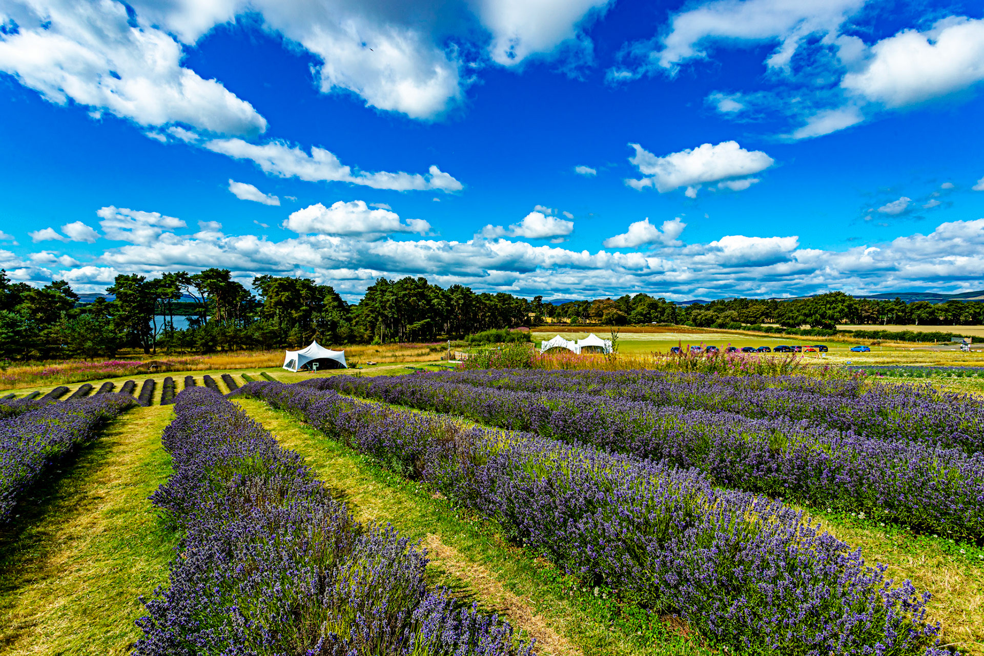I spent an amazing few hours at Scottish Lavender Oils. They are so dedicated to nature and not to profit!