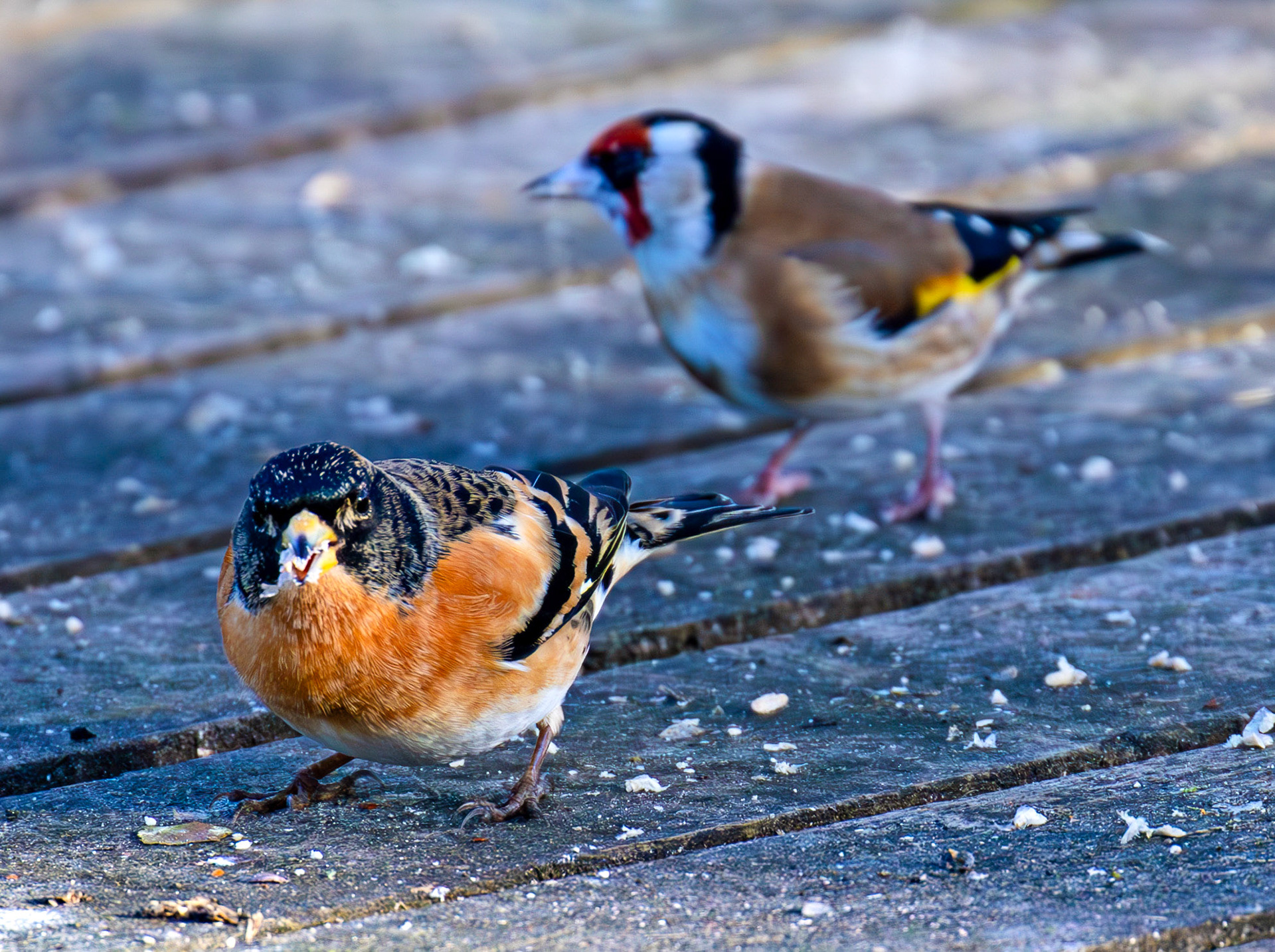Goldfinch &amp; Brambling at Bavelaw 30 January 2025