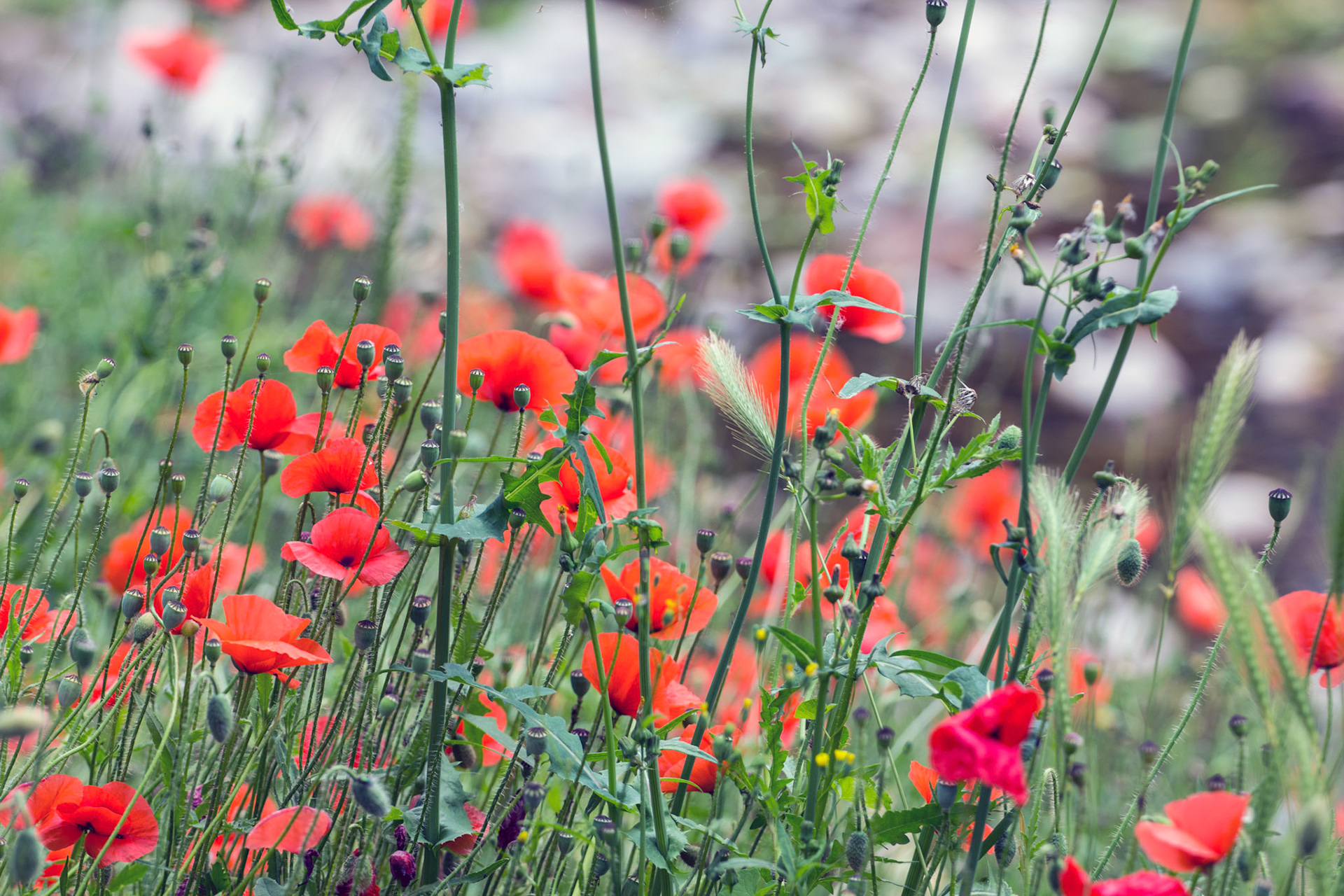 Poppies Cernay FrancePlease see my other Photographs at: http://www.jamespdeans.co.uk/