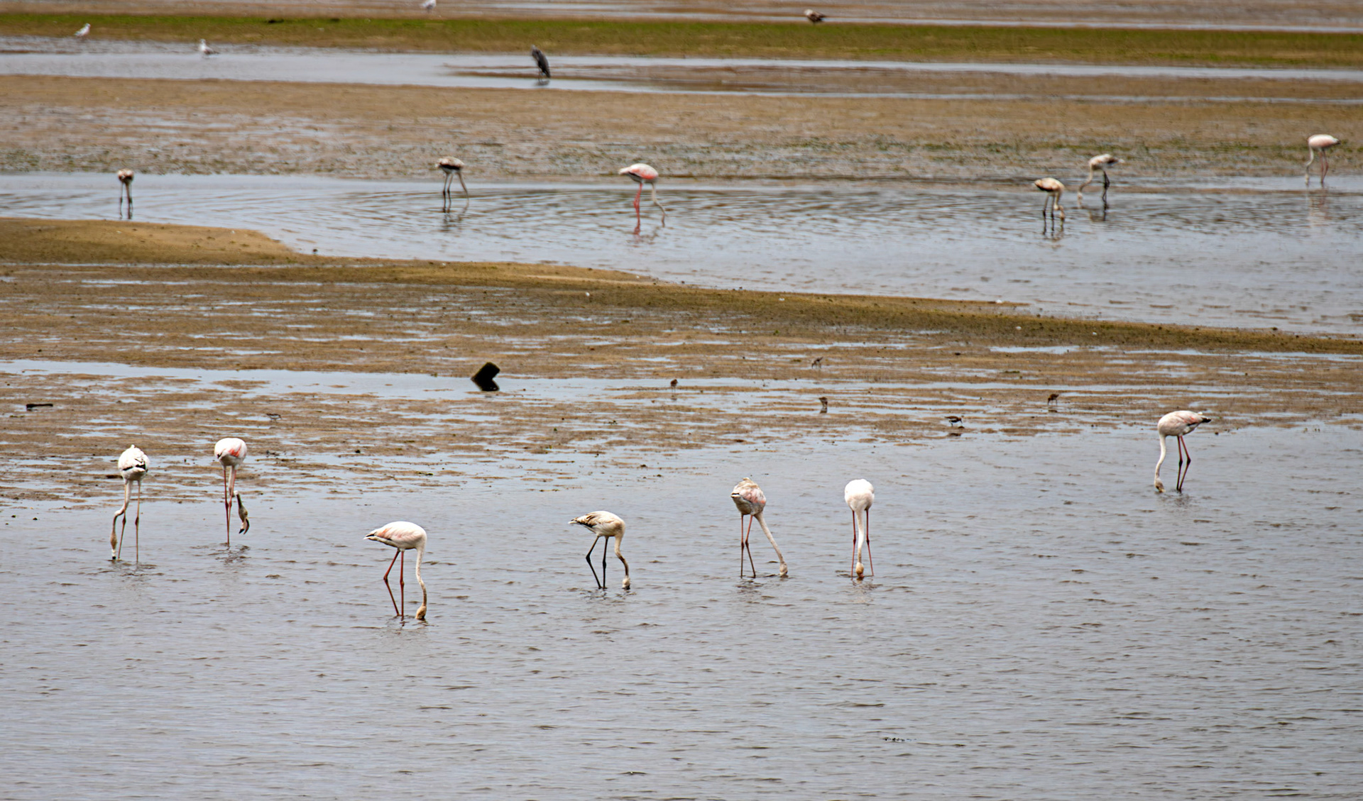 Greater Flamingoes - Reserva Natural do Estuario do Douro 20 August 2026