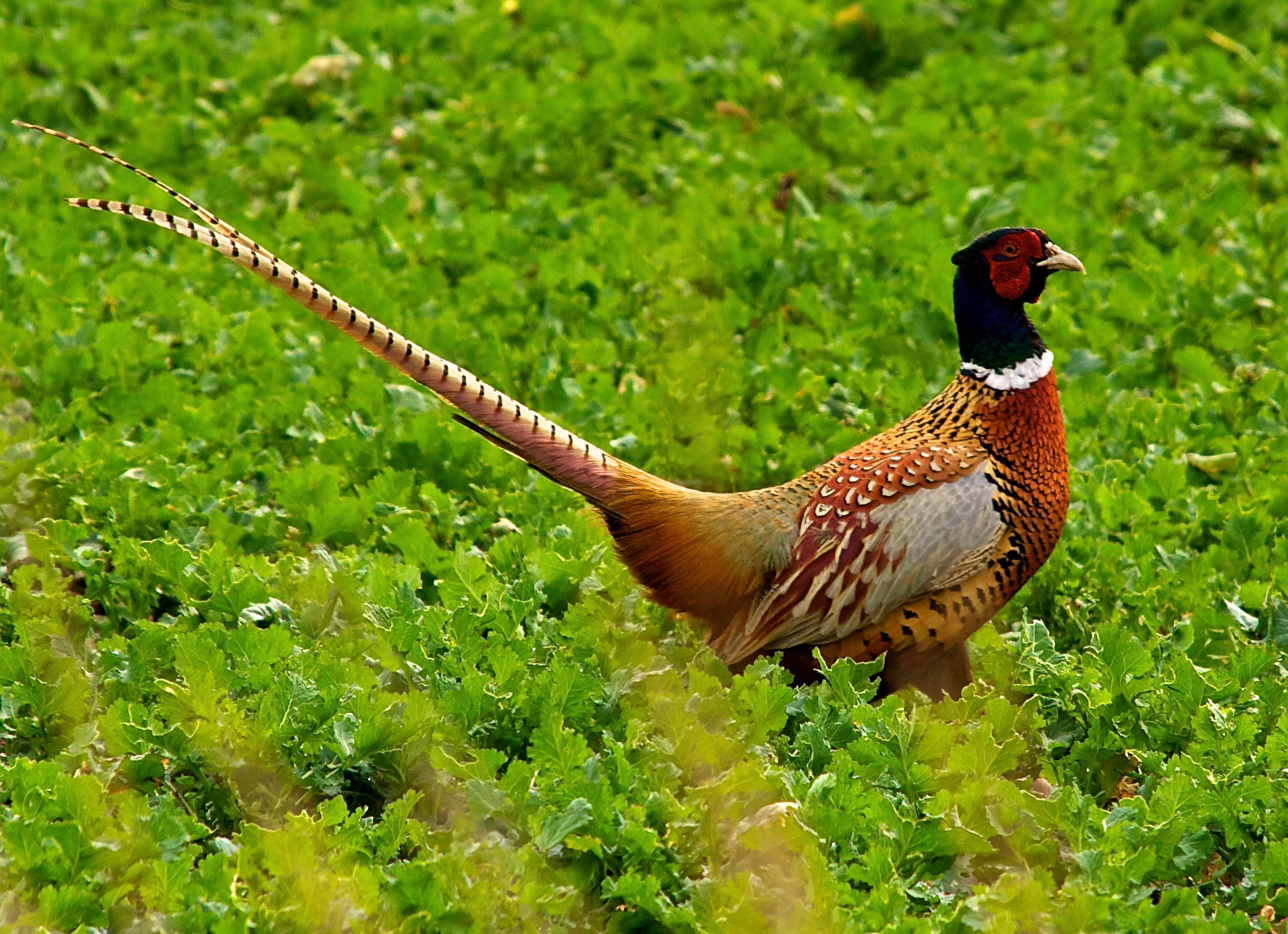 PheasantPlease see my other Photographs at: http://www.jamespdeans.co.uk/