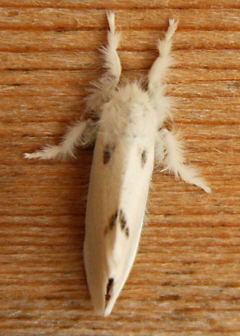 Rose FarmPlease see my other Photographs at: http://www.jamespdeans.co.uk/