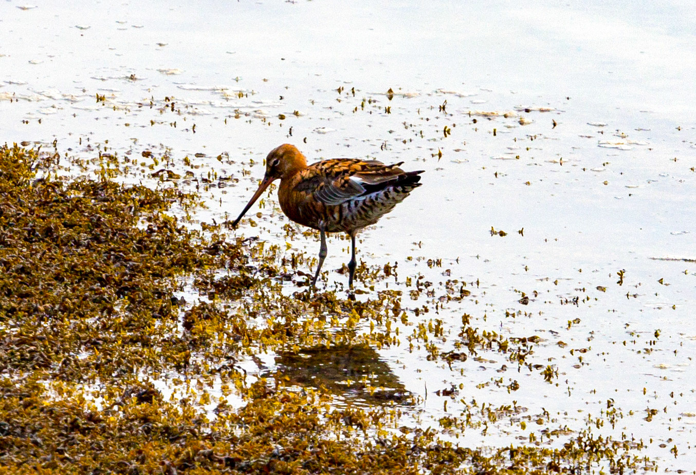 Bar Tailed Godwit - Yarmouth IOW 19  July 2022