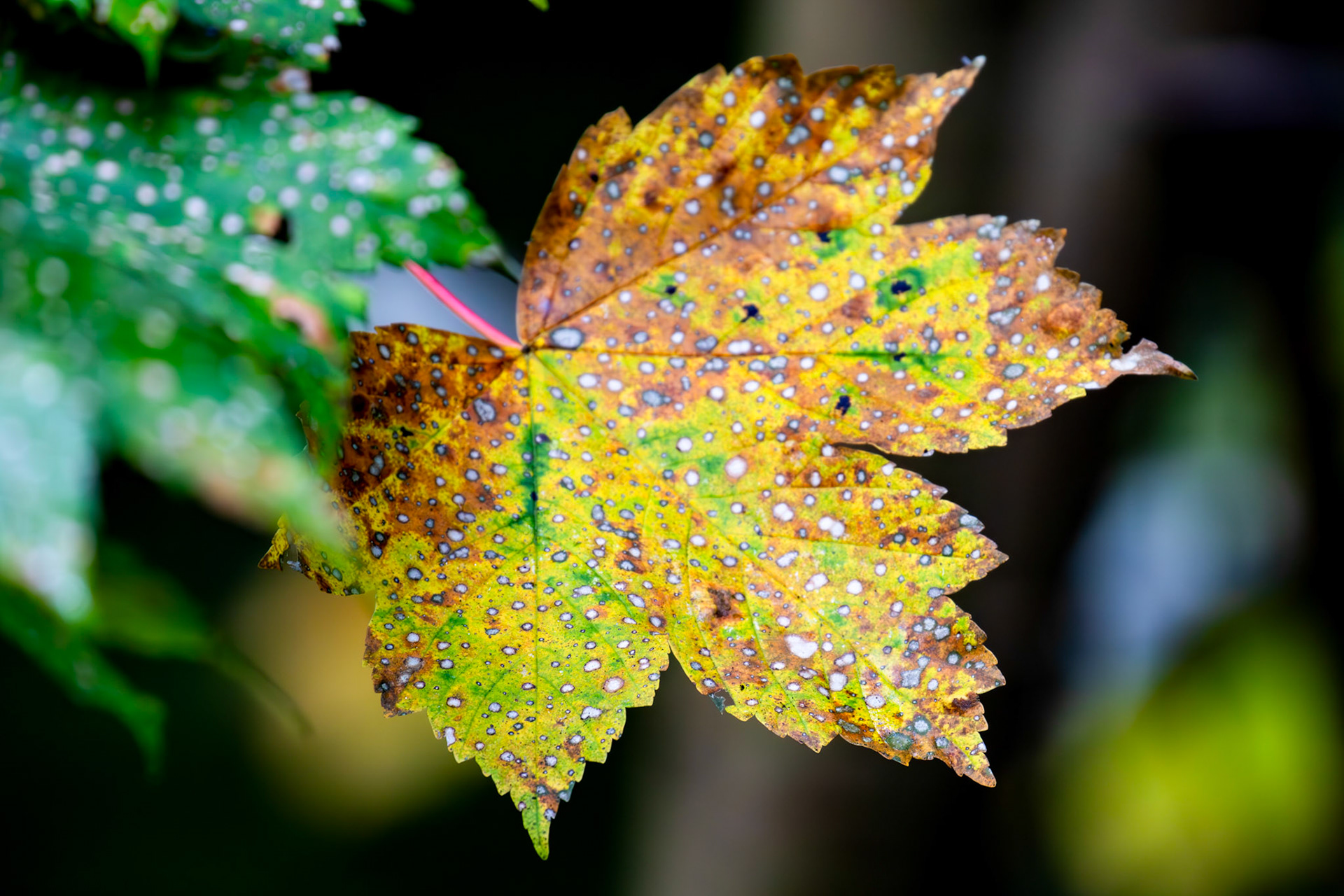 Beecraigs 24 September 2024